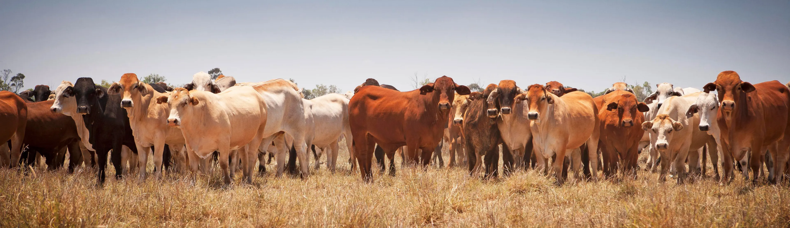 Kalkulator Zakat Ternakan